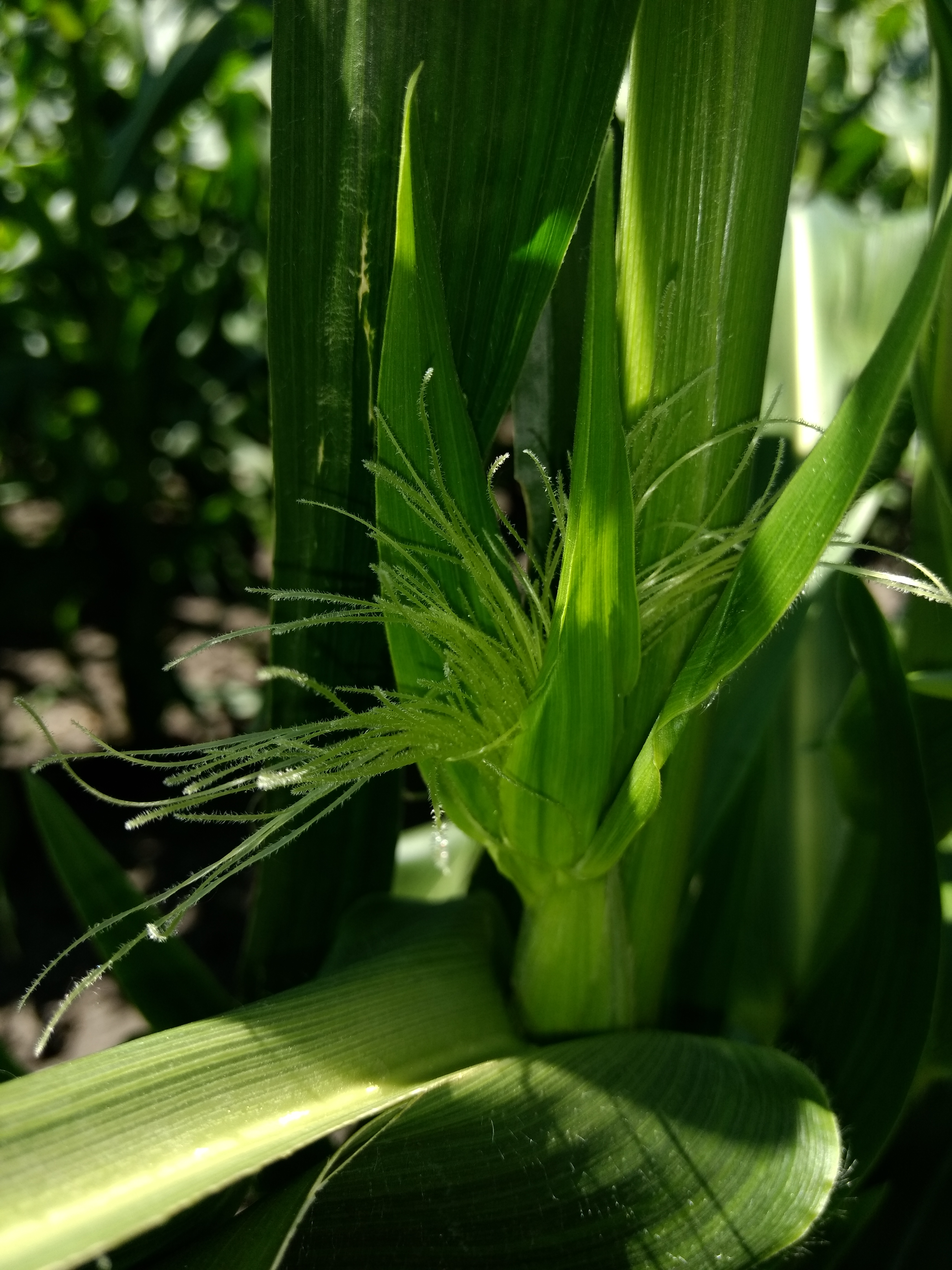 Sweet corn silks